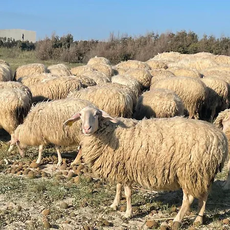 Su Fassoi Santa Giusta