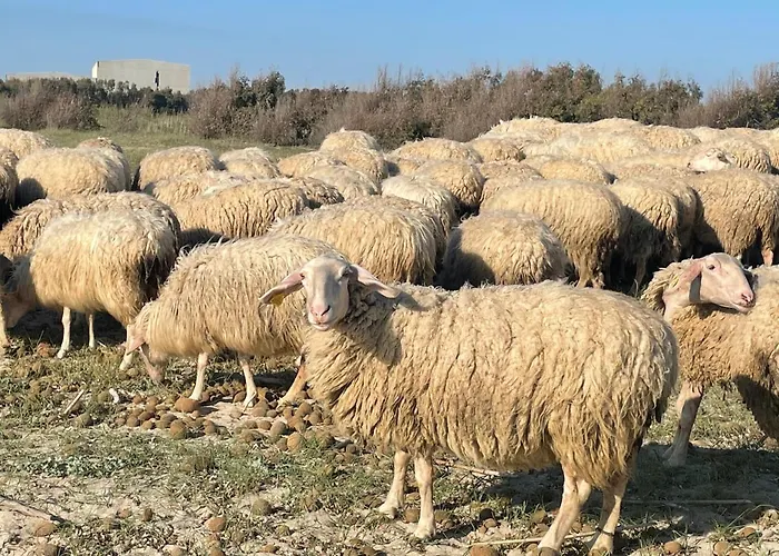 Su Fassoi Санта-Джуста